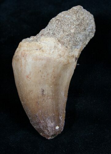 Mosasaur Tooth - Cretaceous Reptile #6508
